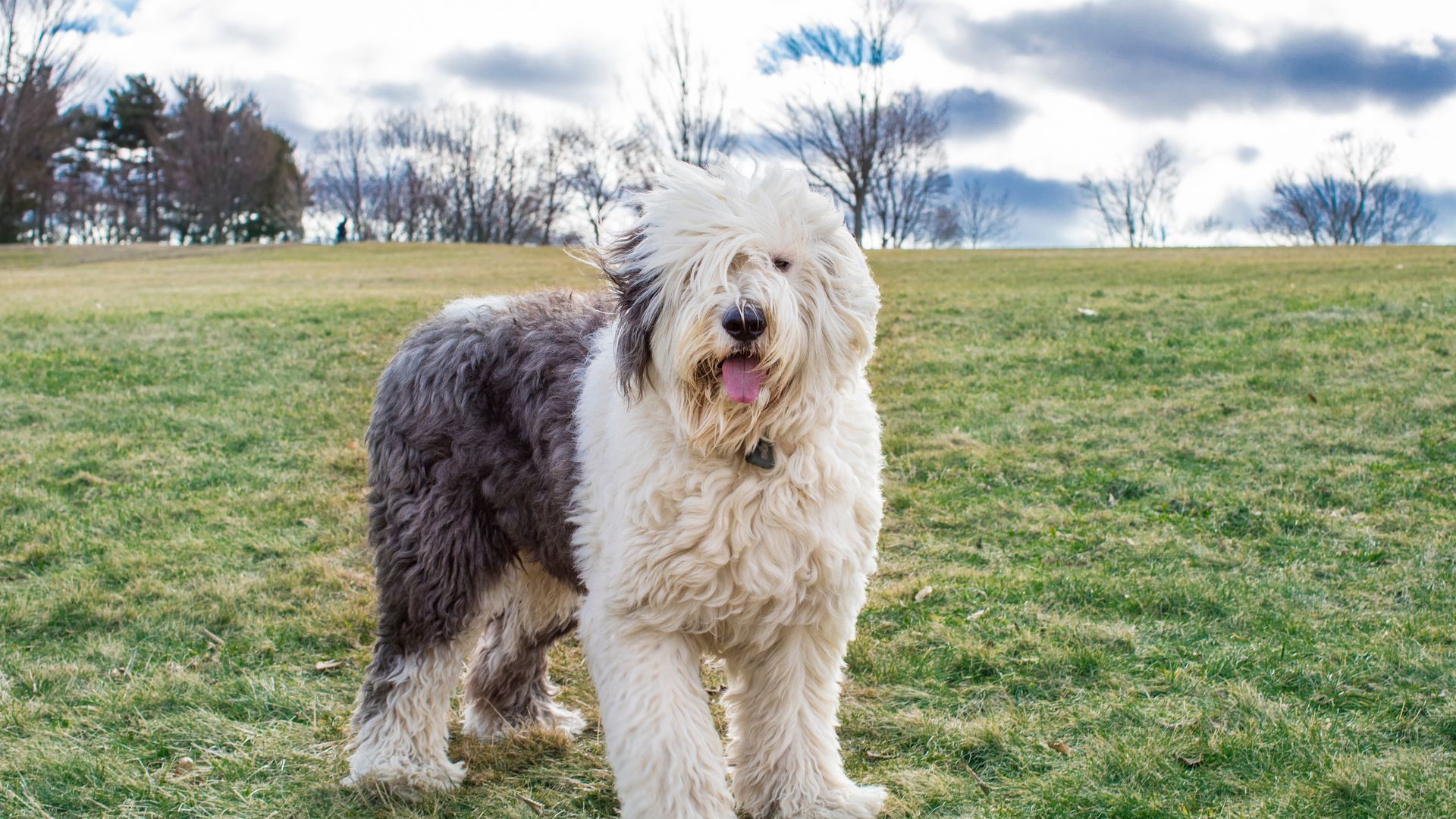 Old English Sheepdog